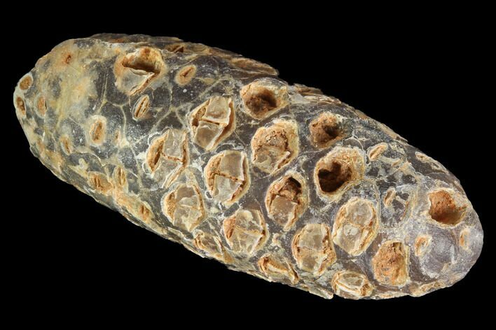 Agatized Seed Cone (Or Aggregate Fruit) - Morocco #88802